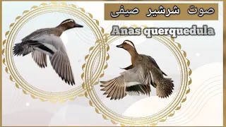 صوت شرشير صيفى Anas Querquedula Sound 