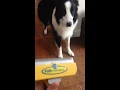 Furminator the BEST dog grooming tool you can own