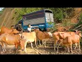 Download Lagu Use Trucks To Buy Cows From Far Away and Transport Them Back To Sell To The Villagers. My Farm - Đào