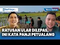 Download Lagu Lucky Hakim Lepas Ratusan Ular di Indramayu Basmi Hama Tikus, Ini Penjelasan Panji Petualang
