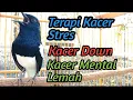 Download Lagu Terapi kacer lemah mental kacer down kacer stres kacer tidak nafsu Tarung segera dengarkan suara ini