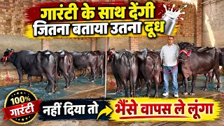 गारंटी के साथ देंगी जितना बताया उतना दूध - हर समय उपलब्ध होता है यहां खास पशुधन - Ram Shyam Dairy
