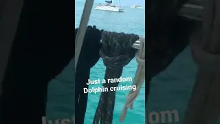Dolphin just randomly swimming by our boat in the Exumas. #shorts #youtubeshorts  #dolphin #bahamas