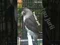 Download Lagu pancingn lovebird ngetik ngekek panjang