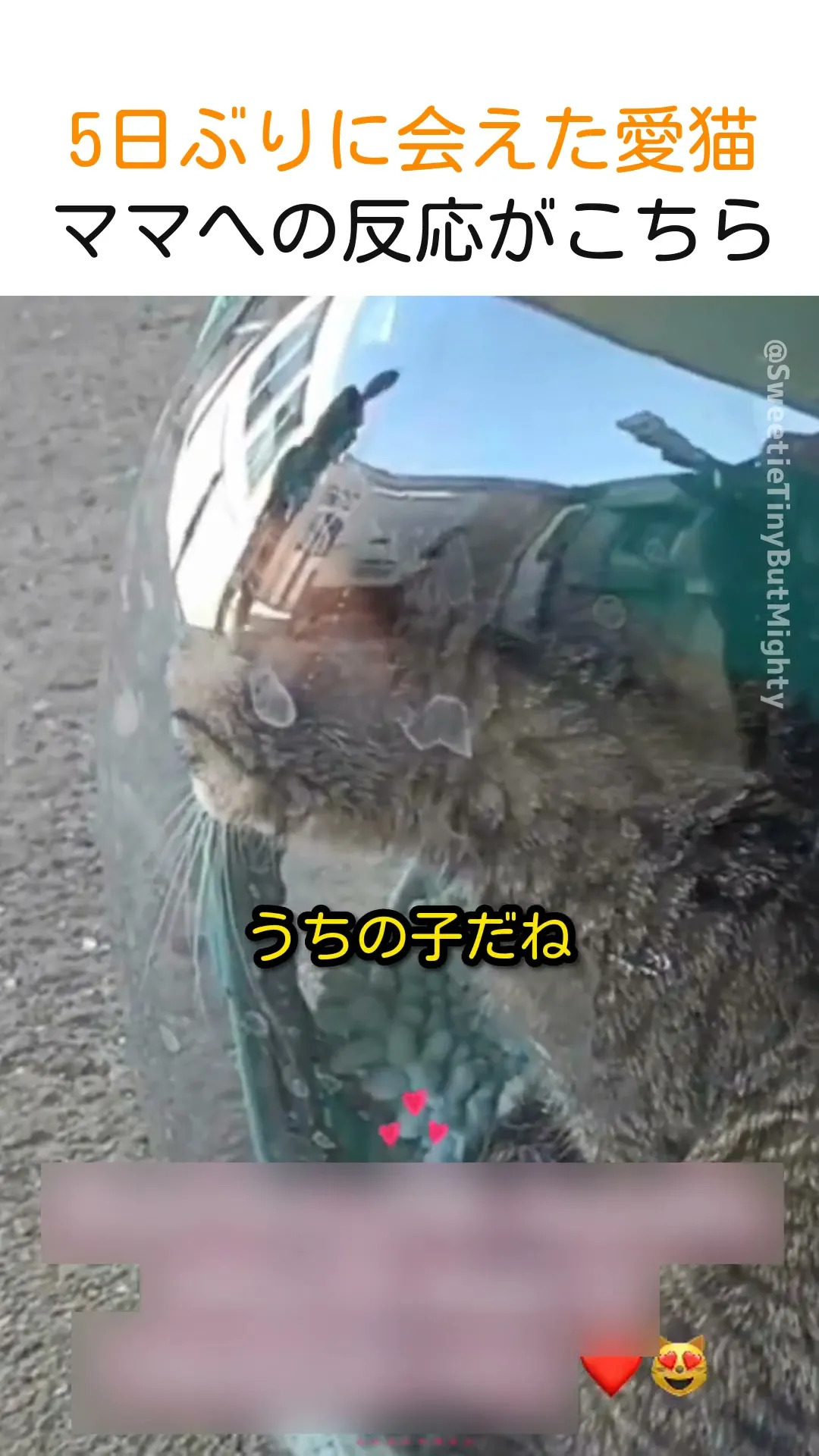 5日ぶりに会えた愛猫、ママへの反応がこちら