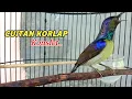 Download Lagu kokibri kelapa | wiceh | manggar | masteran korlap gacor cuitan konslet