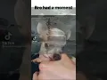 When the dog flashbacks