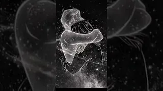 ما هوا كله بيمشي ويعدي Music Duet Love 