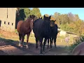 Strong Bonds Free Souls: Life on the Mountain with Rosemary Farm Horses #horse #rescue #rescuehorse