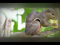 Download Lagu suara pikat tupai atau bajing , sudah teruji di lapangan , buat nyangong bajing pas banget