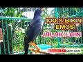 Download Lagu jalak kebo mata putih - jalak kebo gacor 100% ampuh memancing bunyi