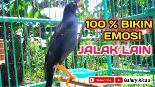 jalak kebo mata putih jalak kebo gacor 100 ampuh memancing bunyi