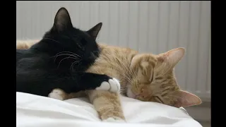 شيرين   في ليله   بطيء   دندنها