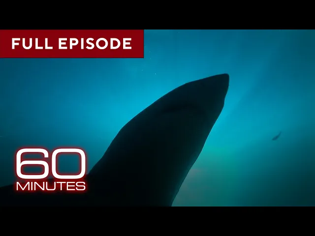 Video: Sharks | 60 Minutes Full Episodes