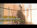 Download Lagu Trucuk BETINA memanggil Jantan Suara Birahi Ngecuplik 100% pancingan trucukan gacor agar BUNYI EMOSI