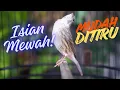Lagu MATERI MEWAH CENGKOK LOMBA ! MASTERAN KENARI ISIAN BLACKTHROAT GACOR DURASI PANJANG MUDAH MASUK