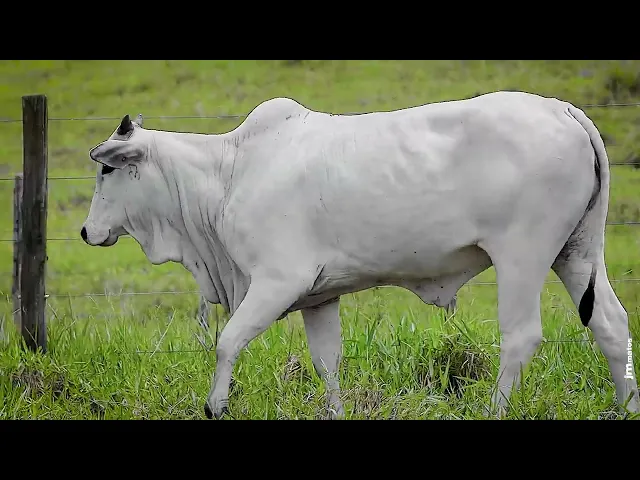 Novilha Nelore FBRA - 215