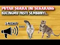 Download Lagu SUARA PENGUSIR KUCING YANG AMPUH,KUCINGMU PASTI TAKUT