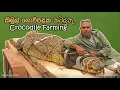 Download Lagu කිඹුල් ගොවිපළක කටයුතු  | Crocodile Farming