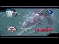 Mix Promo BI MART