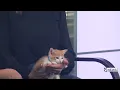 It s kitten season and Houston SPCA need you help finding them homes