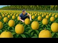 Download Lagu Harvesting 1000 Golden Melons To Sell At Market - Cooking, Building Farm | Ly Thi Ca Bushcraft