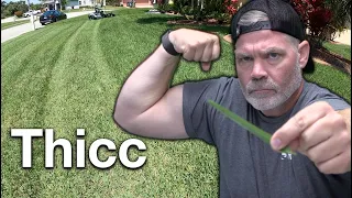 St Augustine Grass Tips How I Get My St Augustine So Thick and Green