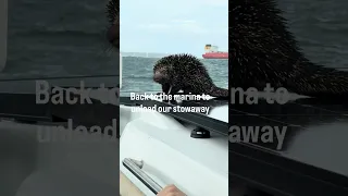 A Porcupine Stowed Away on Our Boat 😳🦔