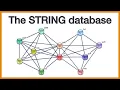 The STRING database Brief introduction to protein networks and how they are made