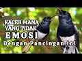 Download Lagu TERBUKTI SANGAT AMPUH, MERANGSANG EMOSI KACER JADI NYAUT BUKOR