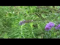 Fall allergies COVID-19 cold or flu St Louis weather keeps you guessing