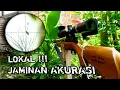 Download Lagu BERBURU ‼️Burung Perkutuk. spot belakang rumah.