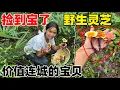 Download Lagu Wild Lingzhi｜發財了發財了，居然在山裡發現了罕見的野生靈芝，小琴高興壞了