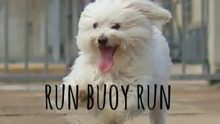 Run Buoy Run [Ep 13] Sailing Salacia Star