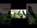 Download Lagu Srigunting Badai/Suara Pikat Burung Adu #shortvideo #shots #kicauburung #srigunting