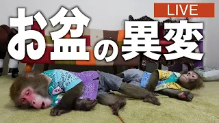 疲れたのでとにかくまったりする生配信