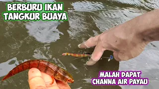 Download BERBURU IKAN TANGKUR BUAYA SAUDARA KUDA LAUT MALAH DAPAT IKAN CHANNA AIR PAYAU MP3