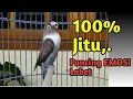 Download Lagu 100% JITU Pancing EMOSI LABET, Suara Lovebird Gacor Ngetik Sambung Ngekek Panjang Mantab