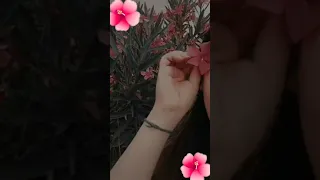 انا ڪ زهرة تتخطى الذبول فہ تتورد 