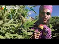 Ras Cup \u0026 Good Over Evil - Legalize Marijuana [Official Video 2022]