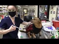 How to Give Oral Medication to Your Dog at Home Giving Pills to Dogs Made Easy Vet Tech Tutorial