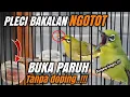 Download Lagu Tips JITU❗AGAR PLECI BAKALAN CEPAT GACOR BUKA PARUH‼️