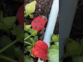 Download Lagu Painted Rock Strawberries to Keep Birds from Eating Your Real Strawberries #gardening #gardeningtips