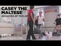 Grooming Casey the Maltese with Taylor Petco Grooming