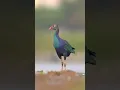 Download Lagu Grey Headed Swamphen Bird