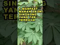 Download Lagu 5 Manfaat Makan Daun Singkong Yang Tak Terduga #ekoazis
