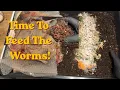 Red Wiggler Worm Bin Check In Feeding Routine