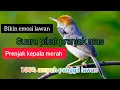 Download Lagu suara pikat prenjak kepala merah, prenjak hutan langsung Nyamber