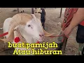 Download Lagu Domba poel 4 di kelas B Pasar Andir Bayongbong Garut