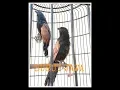 Lagu Burung BUBUT JAWA Gacor